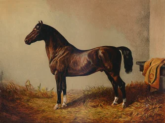 Hele Pony Hack Don Carlos, c1897.