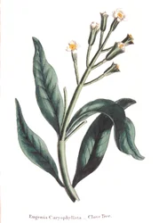 Eugenia caryophyllata - nelliker, 1823