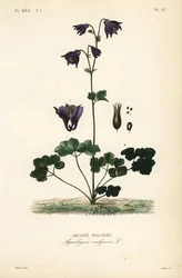 Europæisk akeleje, Aquilegia vulgaris, Ancolie vulgaire