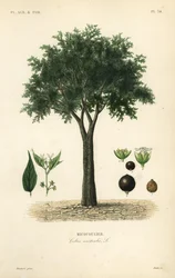 Europæisk nældetræ, middelhavshackberry, lotetræ eller honningbær, Celtis australis, micocoulier