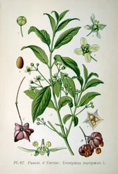 Europæisk spindeltræ, 1893