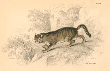 Europæisk vildkat Felis silvestris, 1828