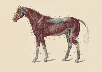 Hestens krops ydre muskler og sener, c1879.