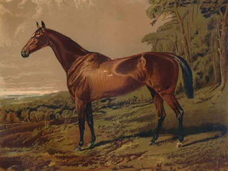 Fair Nell, c1879.