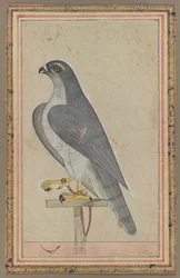 Falcon, ca. 1770.