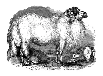 Fedthalefår fra Syrien, 1848