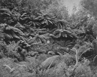 Fern-Tree Valley, Under Mount Wellington, 1800-tallet