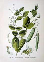 Mark- og haveært, 1893