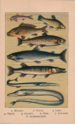 Fisk, 1907, 1907