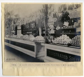 Florida havebrug udstiller i Palace of Garticulture på verdensudstillingen i 1904
