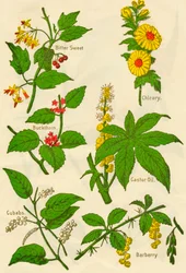 Blomster: Bitter sød, havtorn, terninger, cikorie, ricinusolie, berberis, c1940.