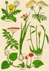 Blomster: mælkebøtte, kommen, hylde, hvidløg, følfod, ingefærrod, c1940