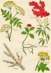 Blomster: Hemlock, Island Moss, Ipecacuanha, Indisk hamp, Juniper, Lovage, c1940
