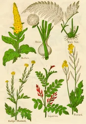 Blomster: Mullein, Løg, Hanbregne, Nodge-Mustard, Lakrids, Sennep, c1940
