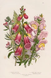Foxglove Digitalis purpurea center, c1885.