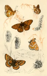 Fritillary sommerfugle, 1800-tallet.