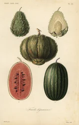 Frugter, frugter legumieres
