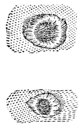 Galileos tegning af månekratere, 1611, c1655