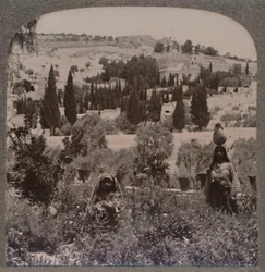 Getsemane Have og Oliebjerget fra græske haver, c1900
