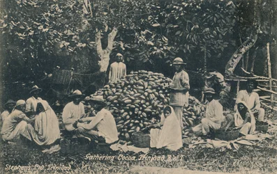 Gathering Cocoa, Trinidad, B.W.I., begyndelsen af det 20. århundrede.