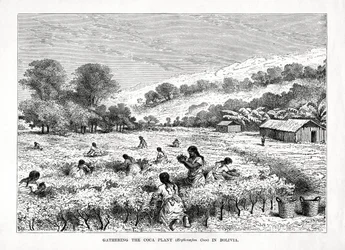 Indsamling af kokaplanten Erythroxylum coca i Bolivia, 1877