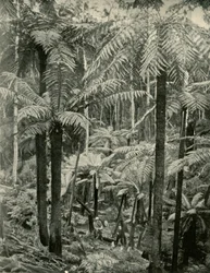 Kæmpebregner ved Gembrook, 1901.