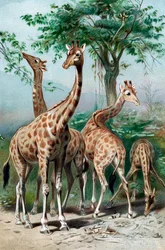 Giraffs browsing, c1885