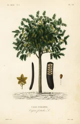 Gyldent regntræ eller canafistula, Cassia fistel, Casse purgative