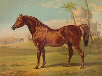Goldie, araber af høj klasse, c1879.