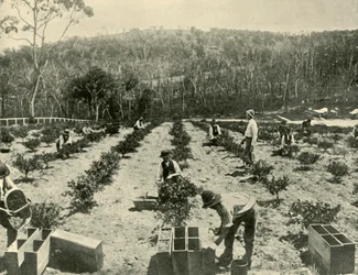 Stikkelsbærfarm, Glenbrook, 1901.