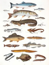 Benfisk og blødfinnefisk