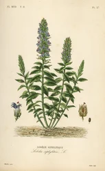 Store blå lobelia, Lobelia siphilitica, Lobelia siphilitica, Lobelia syphilitique