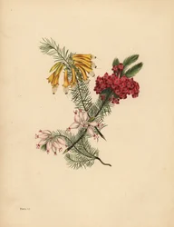 Storblomstret Hede, Lyserød Hede, Porcelænshede, Ensomhed