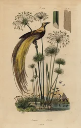 Større paradisfugl, Paradisaea apoda og papyrusgræs, Cyperus papyrus