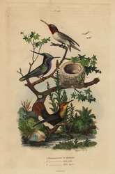 Grønkronet hjejlefugl, Stephanoxis lalandi, rubinstrubet kolibri, Archilochus colubris og rubin-topaz kolibri og rede, Chrysolampis mosquitus