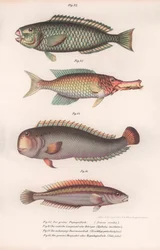 Grøn papegøjefisk. Indisk langmund, Rasirnesser, Wrasse, ca. 1850