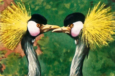 Grå kronede kraner, c1928.