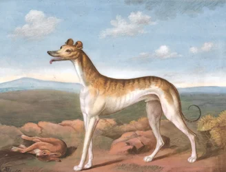 Greyhound: Venstrevendt med en død hare ved fødderne, ca. 1805.