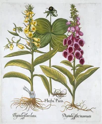 Urt Paris Solanum quadrifolium, Almindelig Rævebjælke Digitalis Purpurea Stor Gul Rævehandske