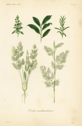 Urter, planter krydderier