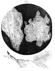 Hookes observationer af den cellulære struktur af kork og en kvist af Sensitive Plant, 1665