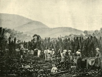 Humleplukning i Tasmanien, 1901.
