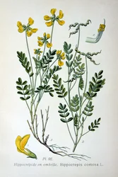 Hesteskovikke, 1893