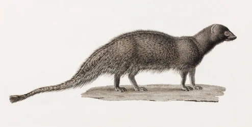 Ichneumon Mongoose