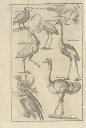 Illustration hentet fra boken Beskrivelse af Vorgebürges des Guten Hope og deres hottentotter af Kolb, Peter og udgivelse af bey Peter Conrad Monath (de, 1745)