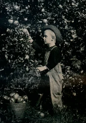 I en af Ontario frugtbare frugtplantager, c1934