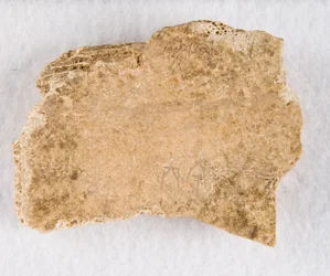 Indskrevet knoglefragment orakelknogle, Late Shang-dynastiet, ca. 1300-1050 fvt.