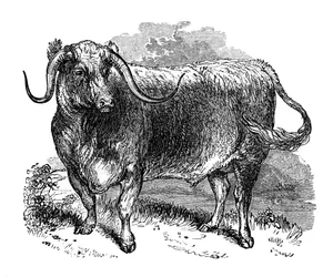 Lancashire okse, eksemplar af de langhornede racer, 1848