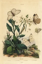 Stor hvid, Pieris brassicae 1, lille hvid, Pieris rapae 2, grøn-årede hvid, Pieris napi 3, og sort-årede hvid, Aporia crataegi 4. Pierid sommerfugle