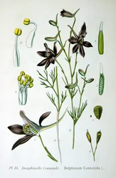 Lærkespore, 1893